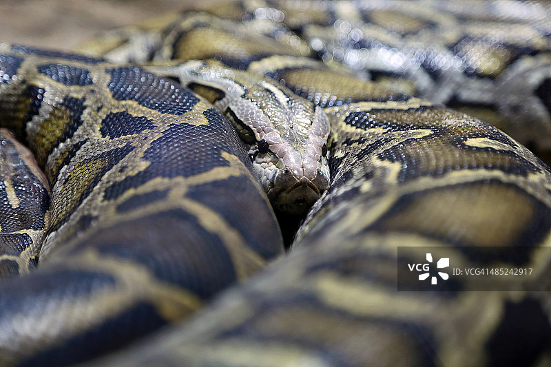 盘绕的缅甸蟒蛇图片素材