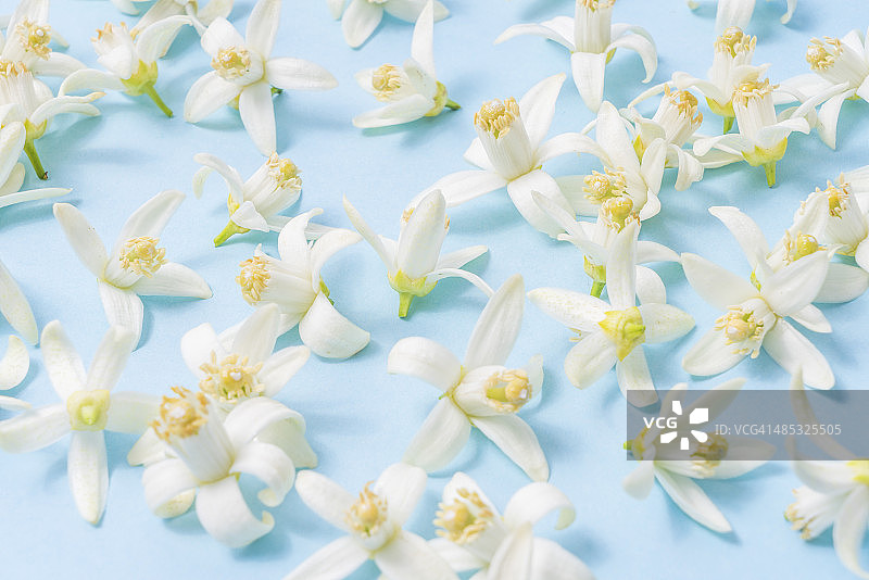 橙色花朵图片素材