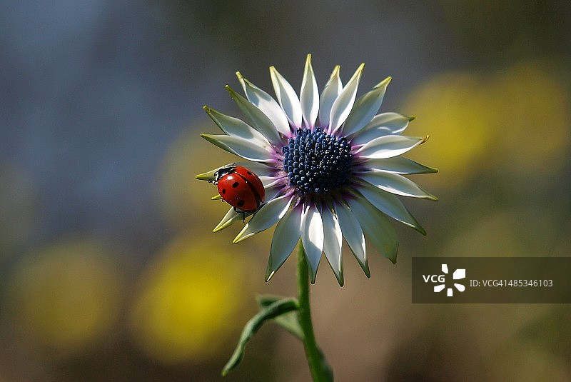 春天来了图片素材