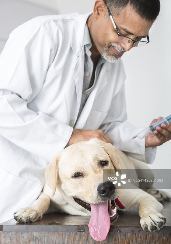 兽医为黄色拉布拉多犬注射图片素材