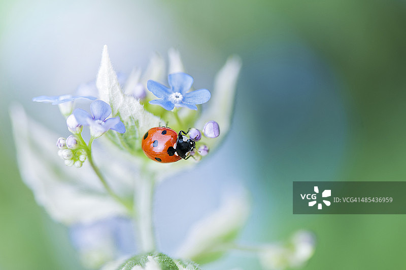 花朵上的瓢虫图片素材