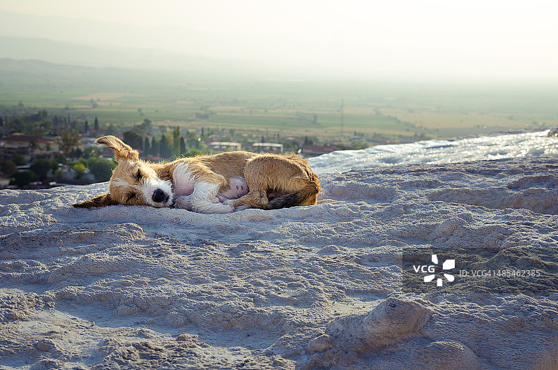 棉花堡中睡觉的狗图片素材