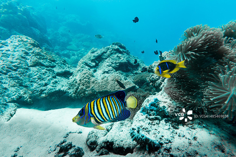 法属波利尼西亚博拉博拉岛的彩色鱼图片素材
