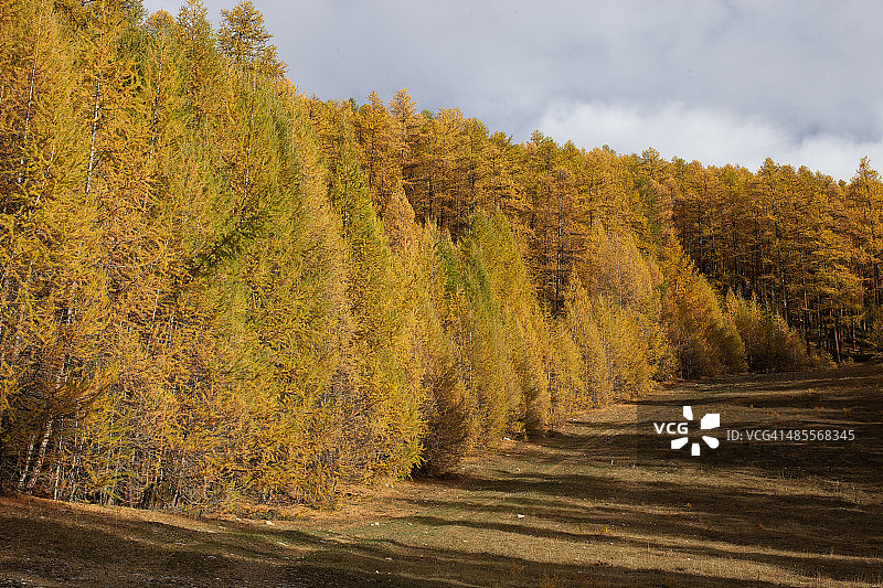秋季落叶松山脉凯拉斯图片素材