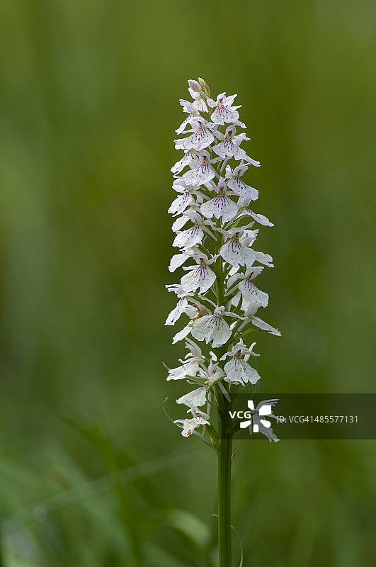 普通斑点兰图片素材