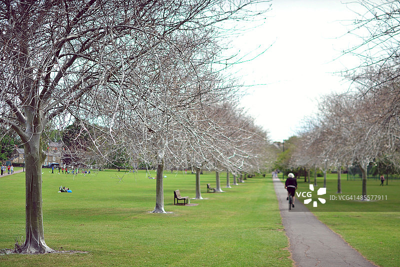 毛毛虫侵扰的树木图片素材