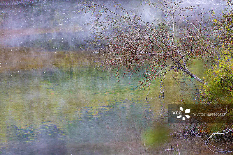 新西兰罗托鲁瓦，蒸汽升腾处孤独的枯树图片素材