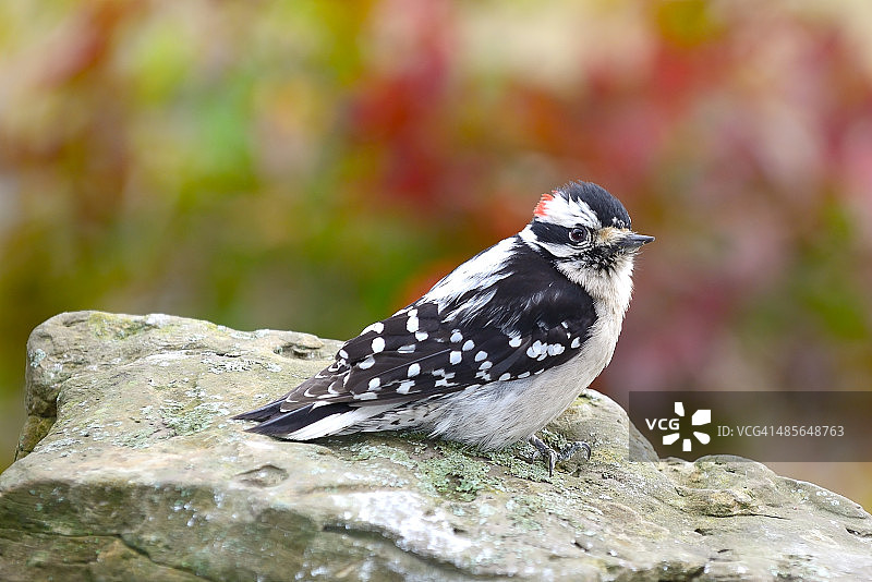 雄性绒毛啄木鸟栖息在岩石上图片素材