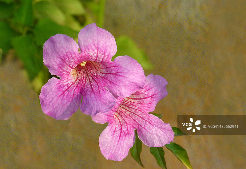 黄蝉花图片素材