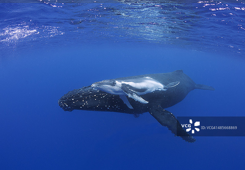 座头鲸母子图片素材
