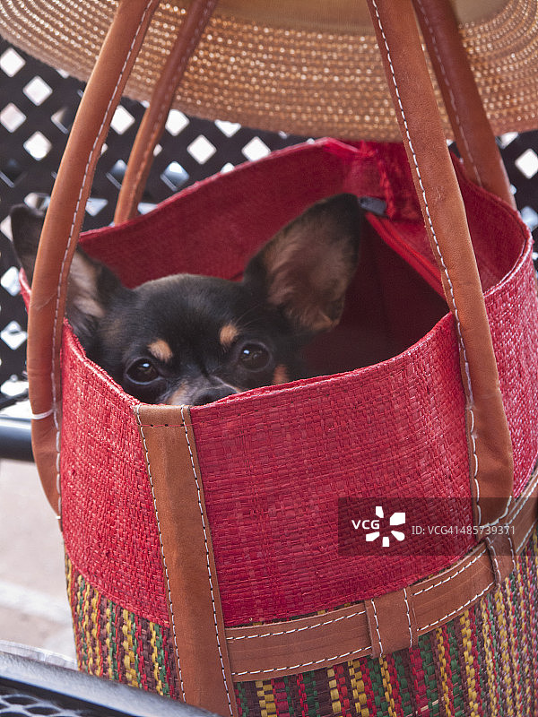 吉娃娃犬藏在手提包里图片素材