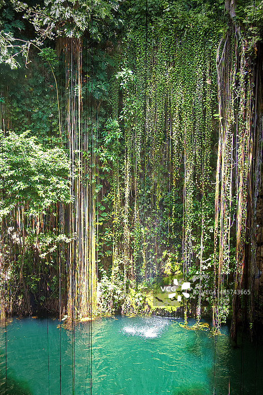 墨西哥伊克·基尔天然井植被图片素材