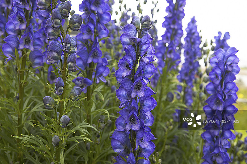 野花特写图片素材