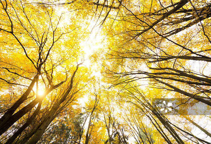 秋天的森林图片素材