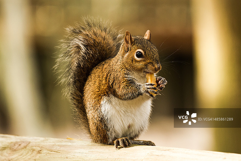 美洲松鼠图片素材
