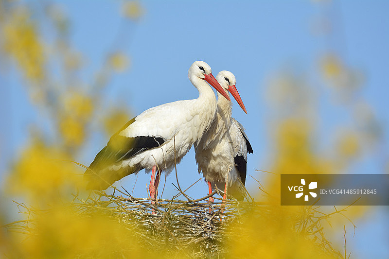 白鹳图片素材