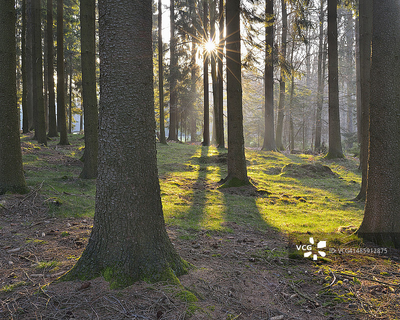 早春森林图片素材