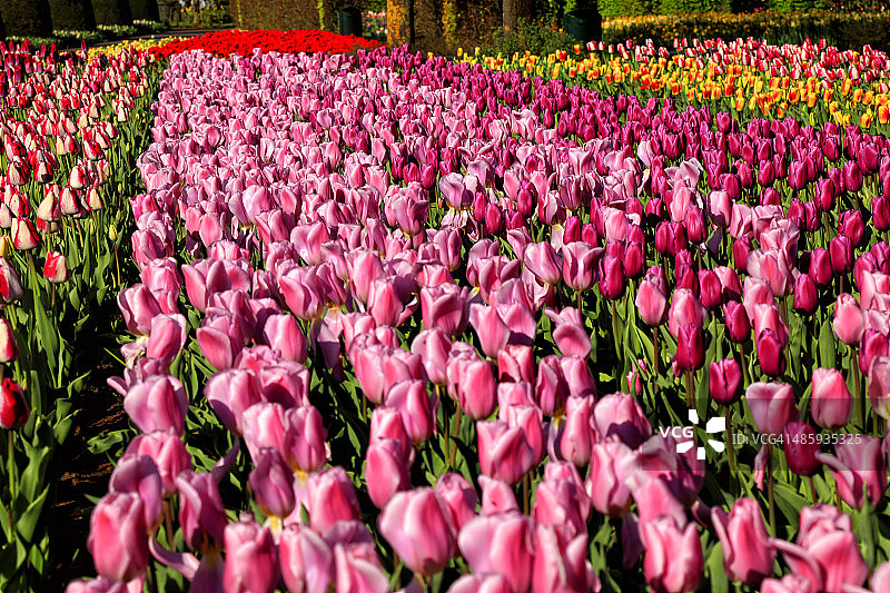 荷兰库肯霍夫花园的郁金香花朵图片素材