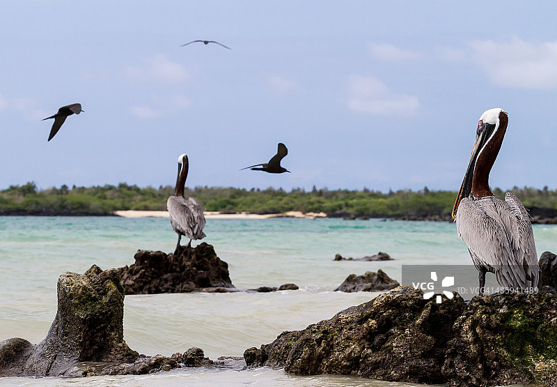 棕色鹈鹕、军舰鸟，加拉帕戈斯群岛，厄瓜多尔图片素材