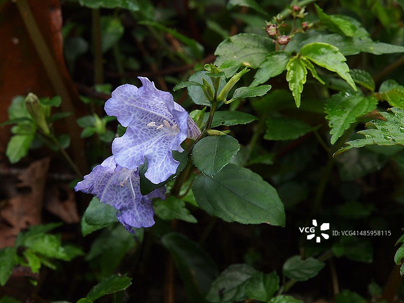 中国台湾的野生紫云菜花图片素材