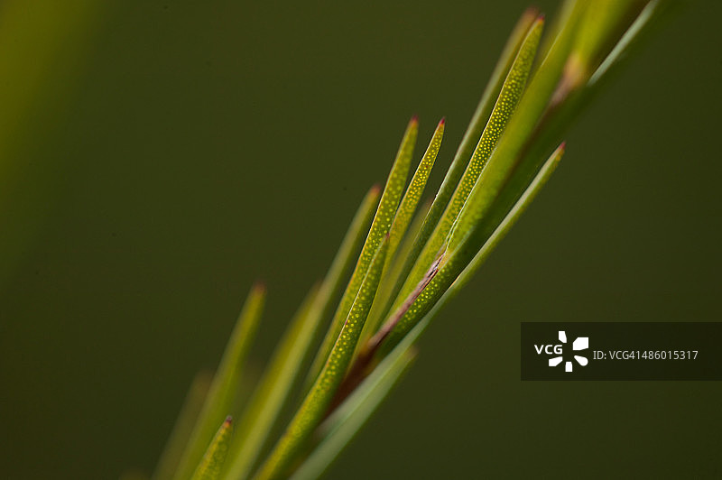 茶树叶图片素材