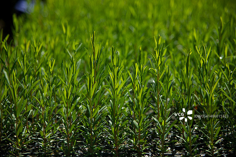 茶树苗圃图片素材