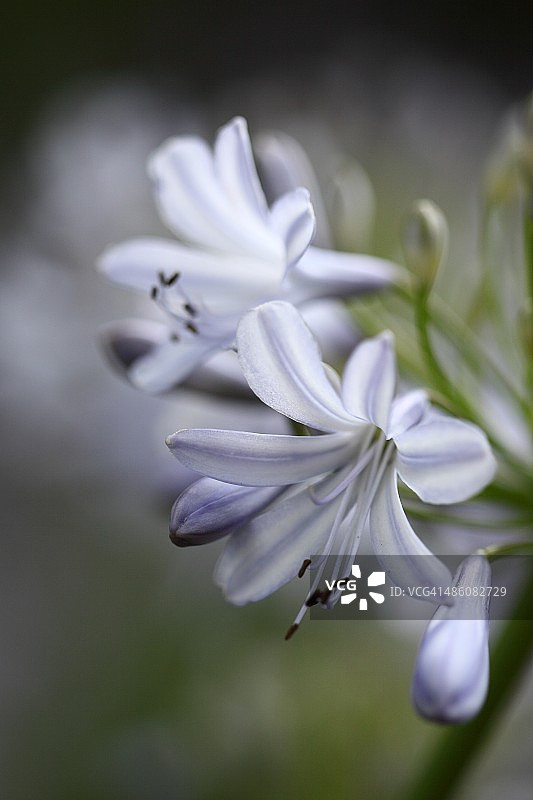 百子莲花朵图片素材