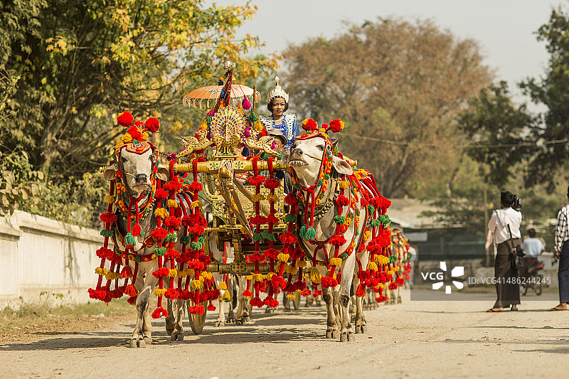 列队游行公牛和马车图片素材