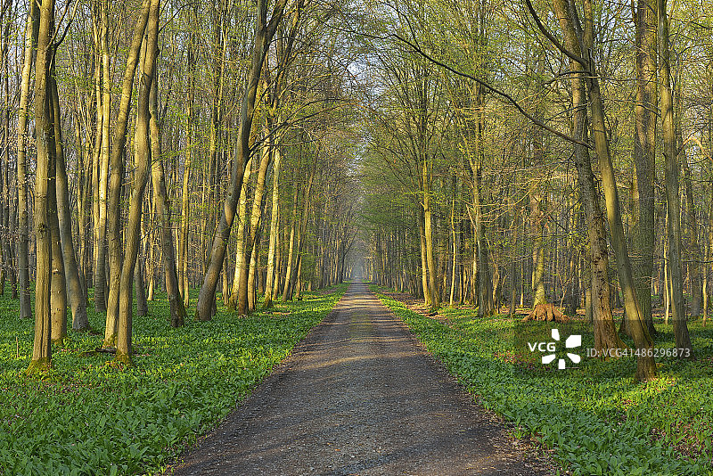早春森林小路图片素材