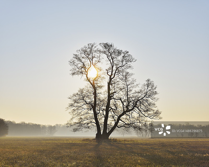 沐浴在阳光下的早春树木图片素材