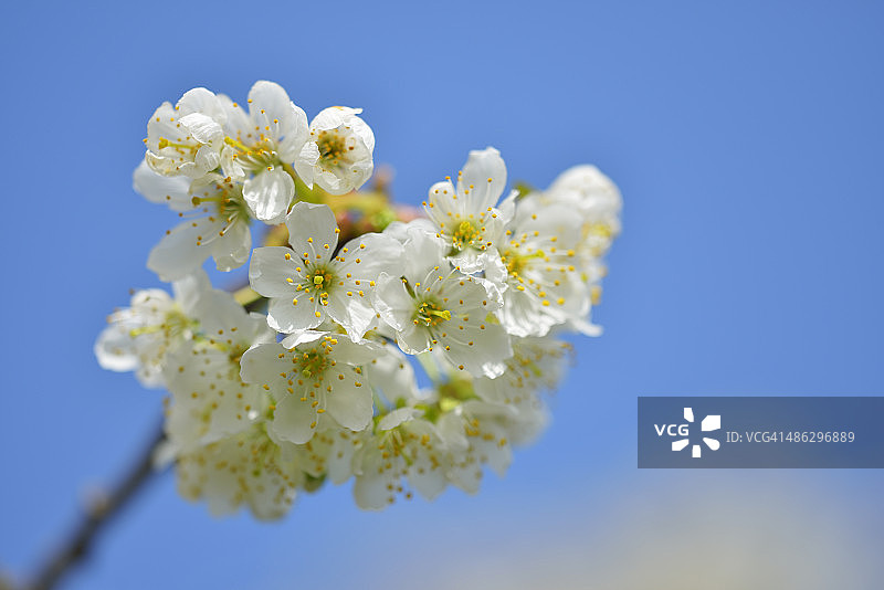 春天的樱花图片素材