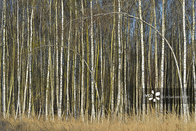 早春的桦树林图片素材