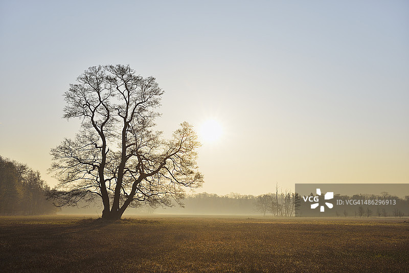 沐浴在阳光下的早春树木图片素材