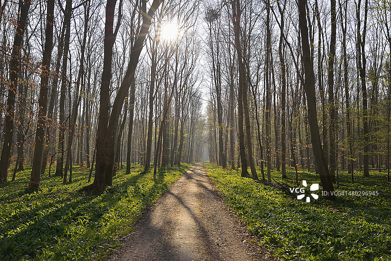 阳光明媚的早春森林小路图片素材