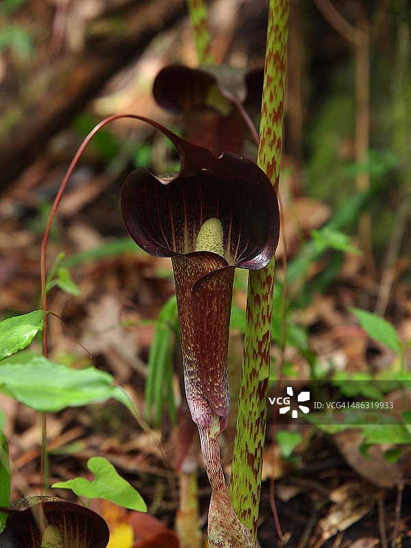 天南星属花图片素材