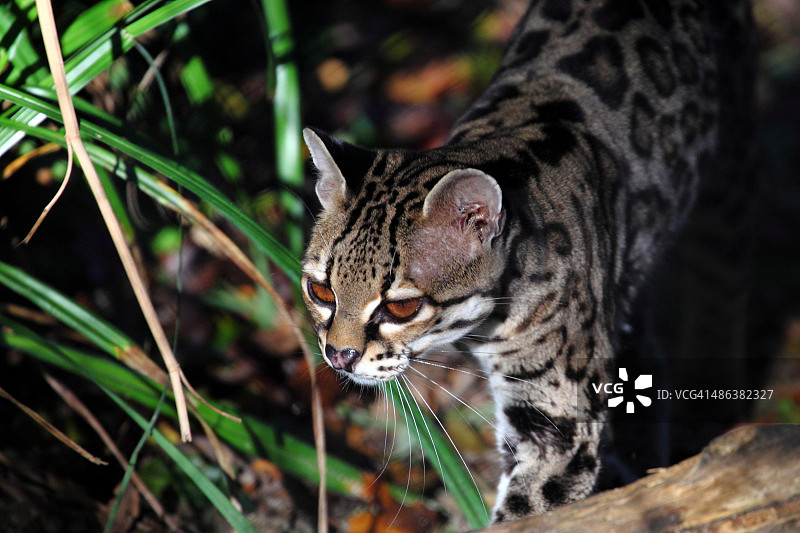 林普尼港的美洲豹图片素材