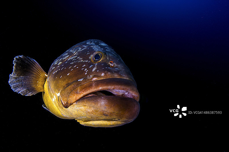 大型石斑鱼图片素材