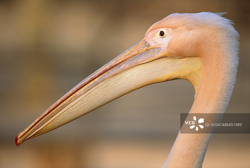 白色鹈鹕的喙和头部图片素材