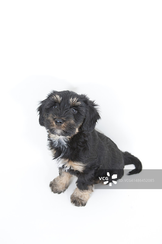 可爱的小狗图片素材