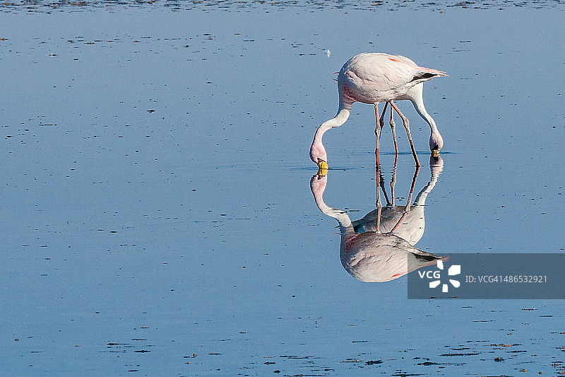 詹姆斯火烈鸟图片素材