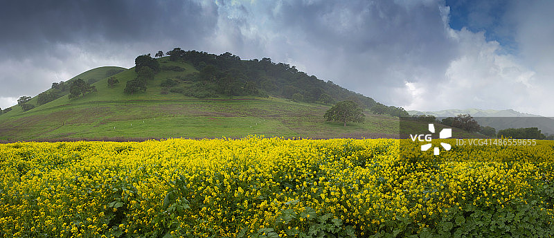 芥菜田图片素材