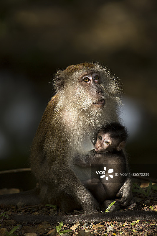 小猴子图片素材