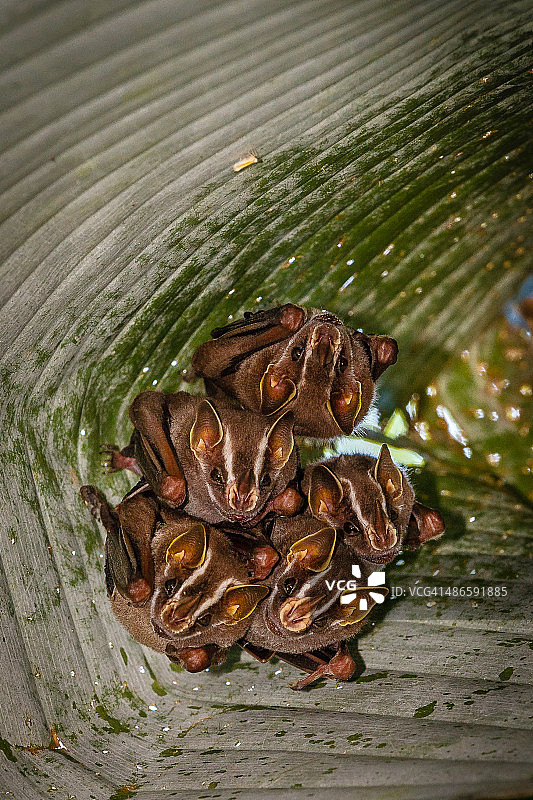 哥斯达黎加折叠棕榈叶中的帐篷蝙蝠图片素材