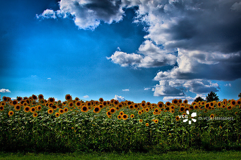 美丽的花朵和阳光田野图片素材