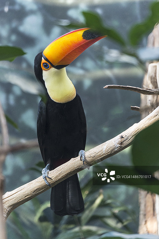 体罚巨嘴鸟图片素材