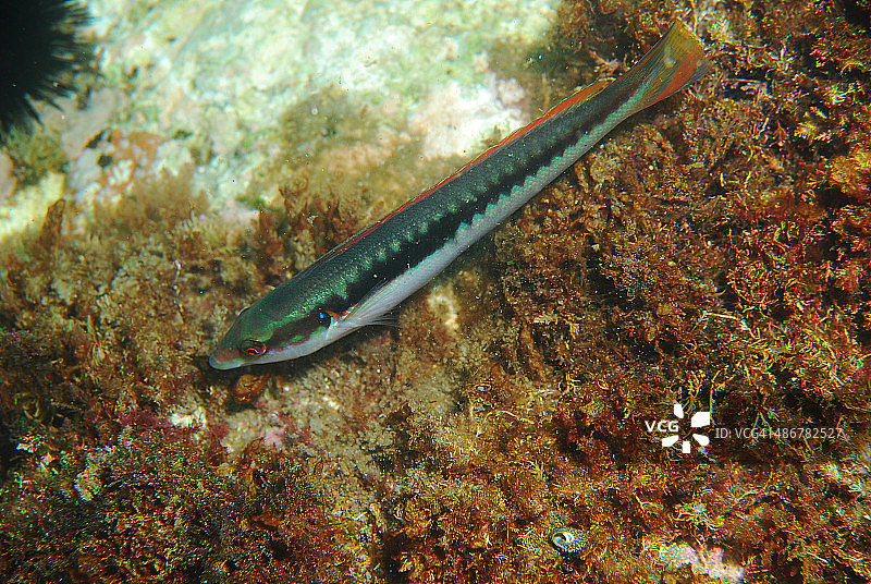 科里斯尤利斯图片素材