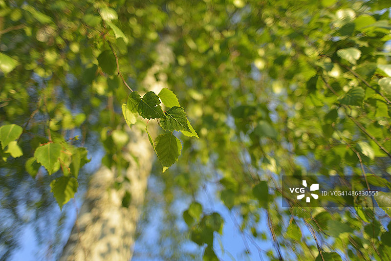 桦树叶子图片素材