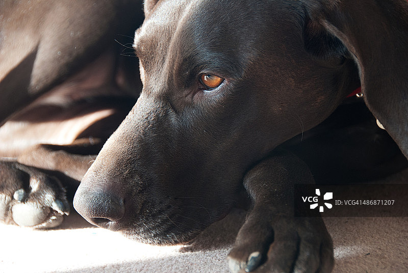 德国短毛指示犬特写图片素材