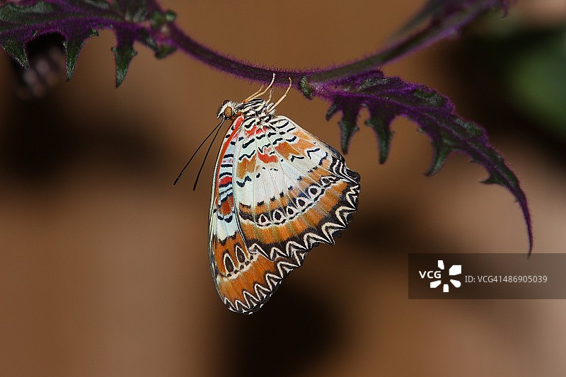 马来亚花边蛱蝶图片素材