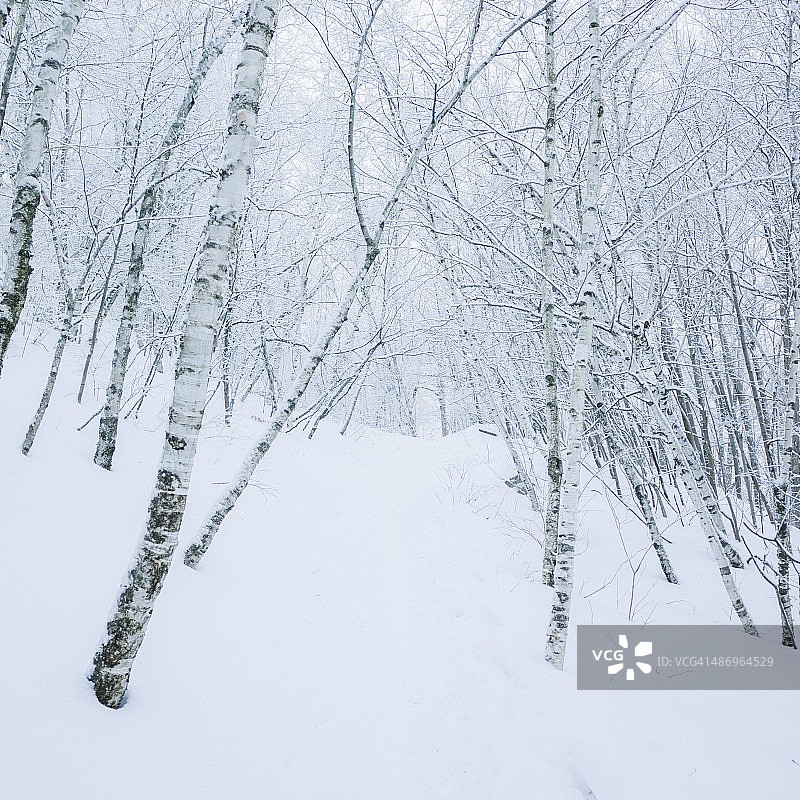 加拿大城市生活图片素材